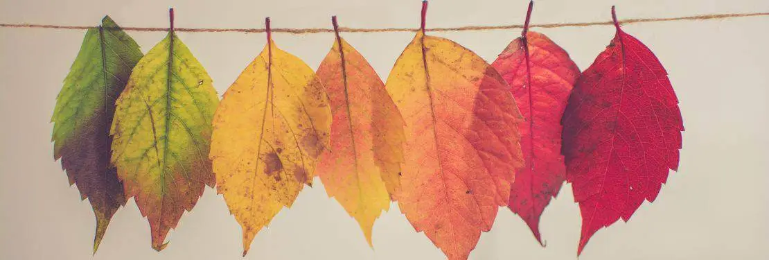 Fall leaves hanging on a line