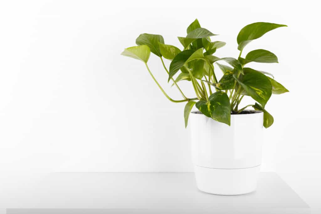 A Starter Guide to Houseplants 3 A Starter Guide to Houseplants 3