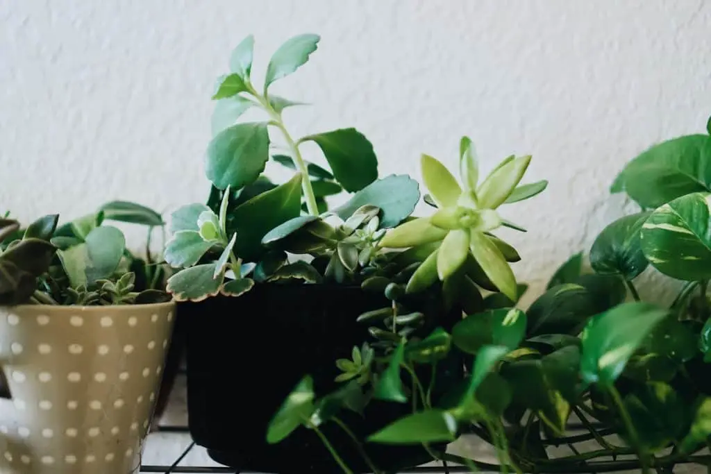 assorted potted indoor houseplants