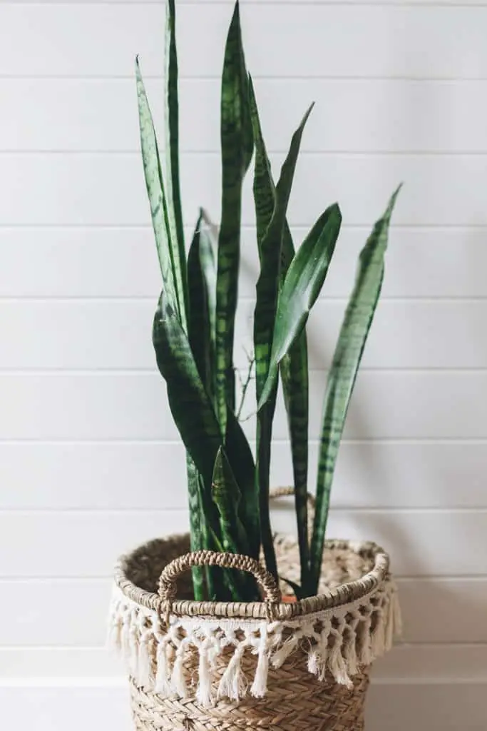 A Starter Guide to Houseplants 1