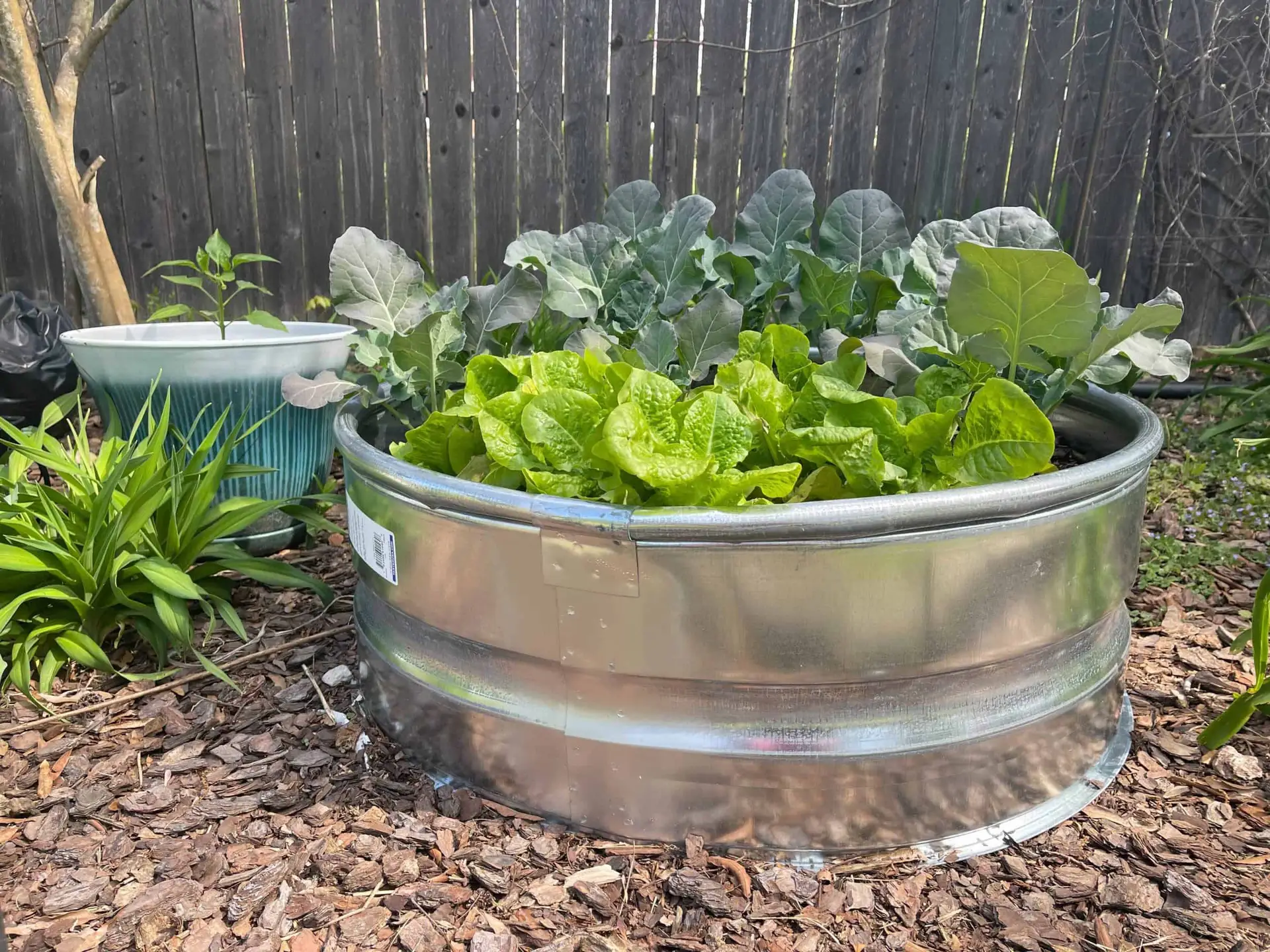 metal tub filled with leafy green vegetables growing in garden