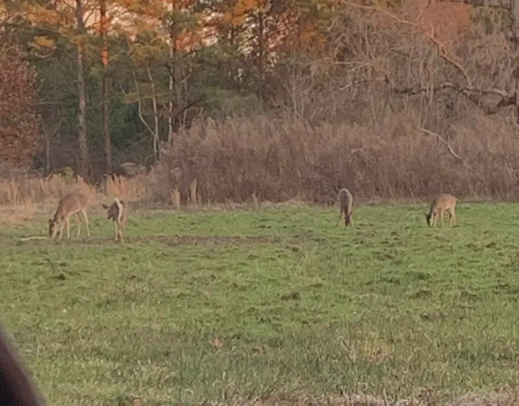 Raising an Outdoorsman 1