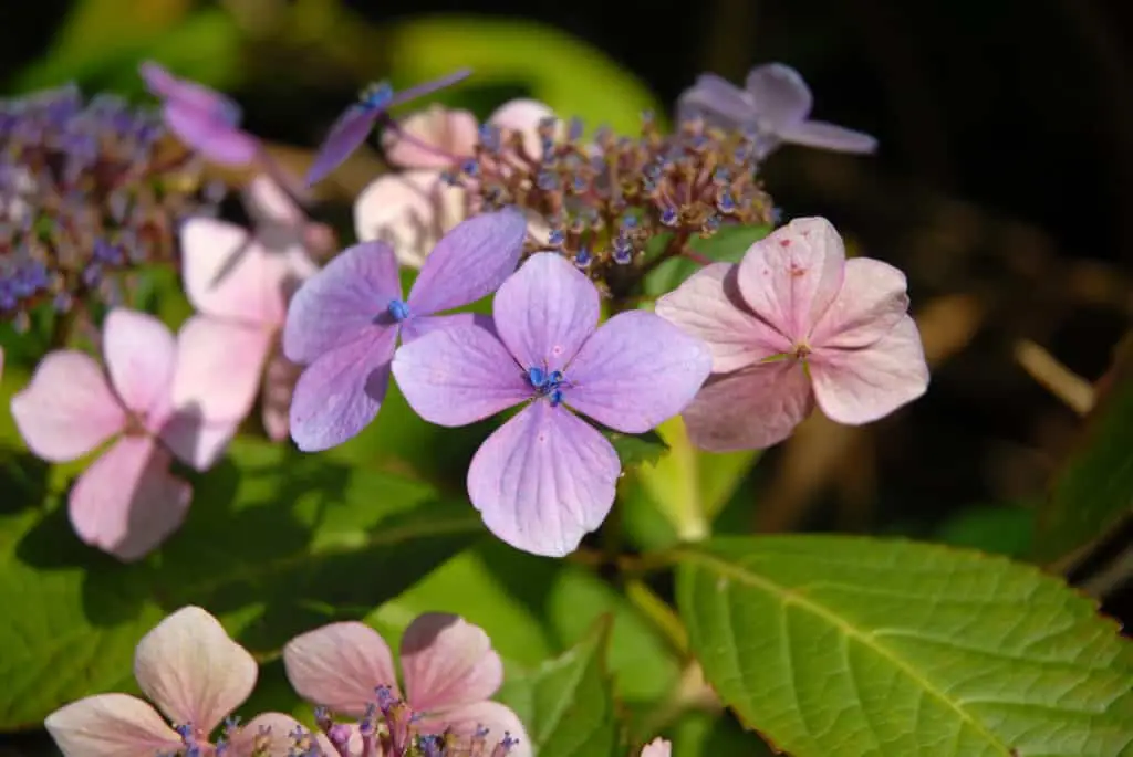 Stunning Hydrangeas in the South 5