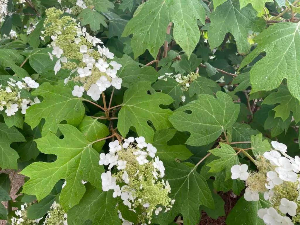 Stunning Hydrangeas in the South 4