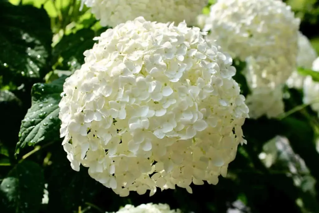 Stunning Hydrangeas in the South 2