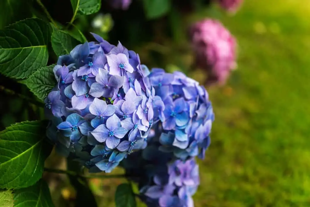 closeup shot of stunning hydrangeas in southern garden