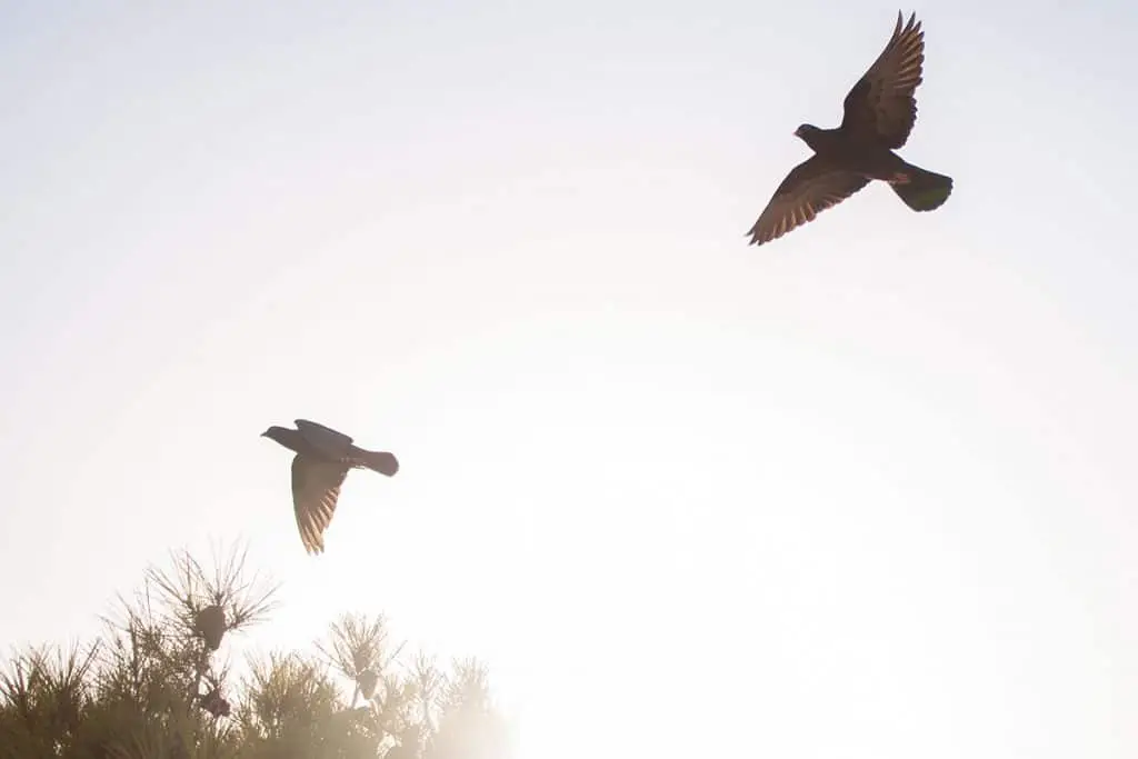 two birds flying against a light sky