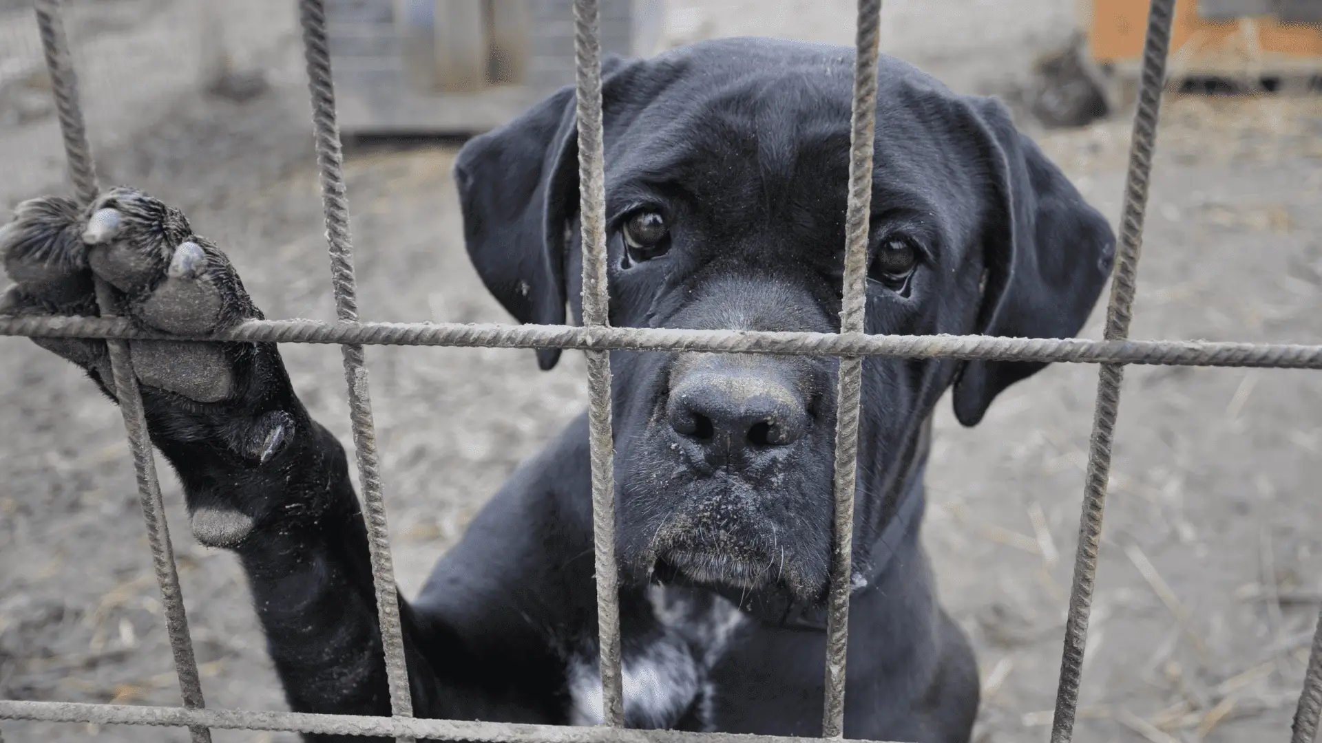 black dog behind metal gate at an animal rescue