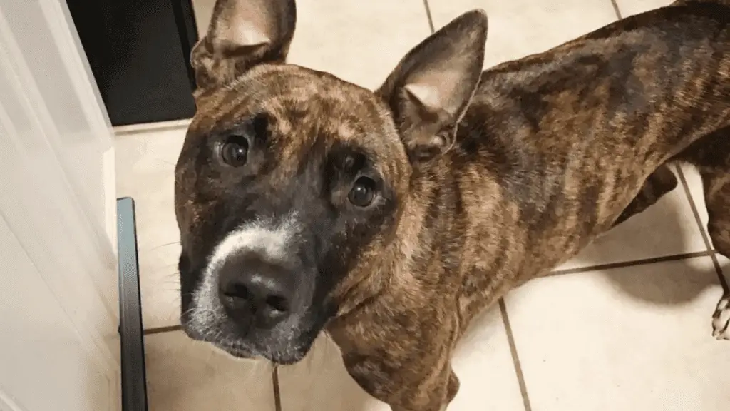 brindle foster dog named Kilo