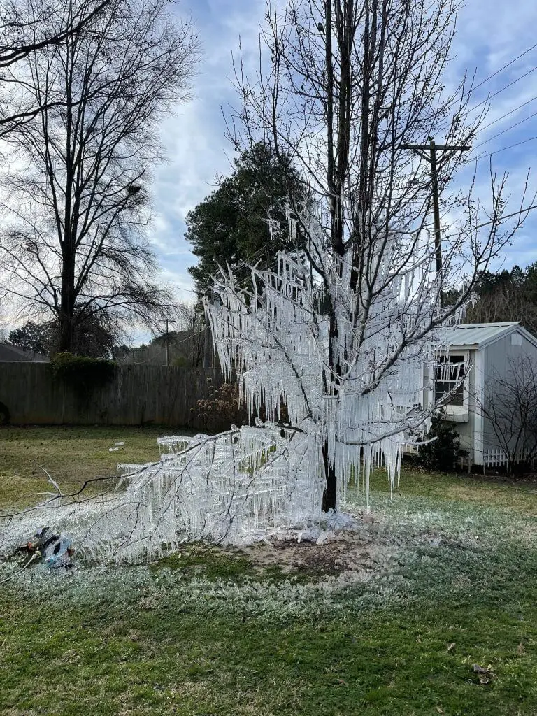 tree covered in icecicles
