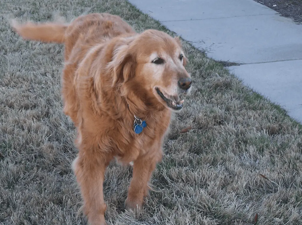 golden retriever dog named angel