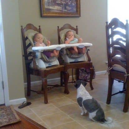 The Impact of a Dog - Prince Chip Harris 3 The Impact of a Dog - Prince Chip Harris 3