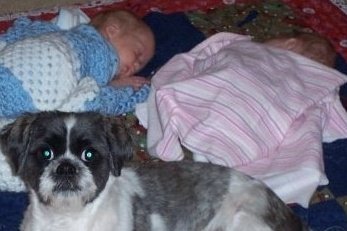 The Impact of a Dog - Prince Chip Harris 2 The Impact of a Dog - Prince Chip Harris 2