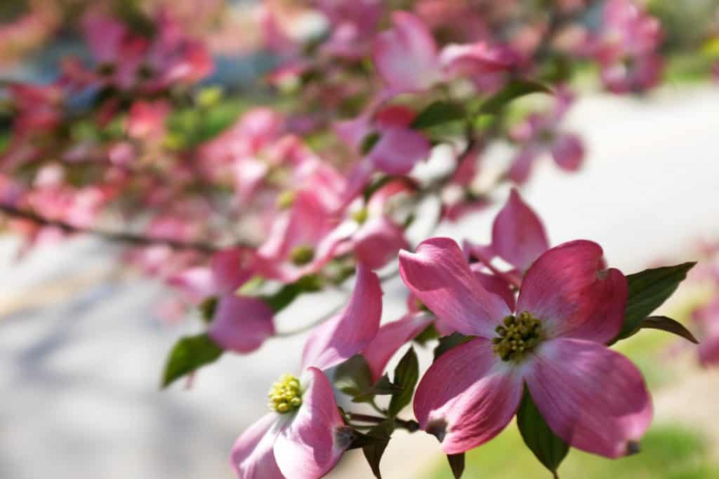 Dogwood Trees-Signs of Spring in the South 3