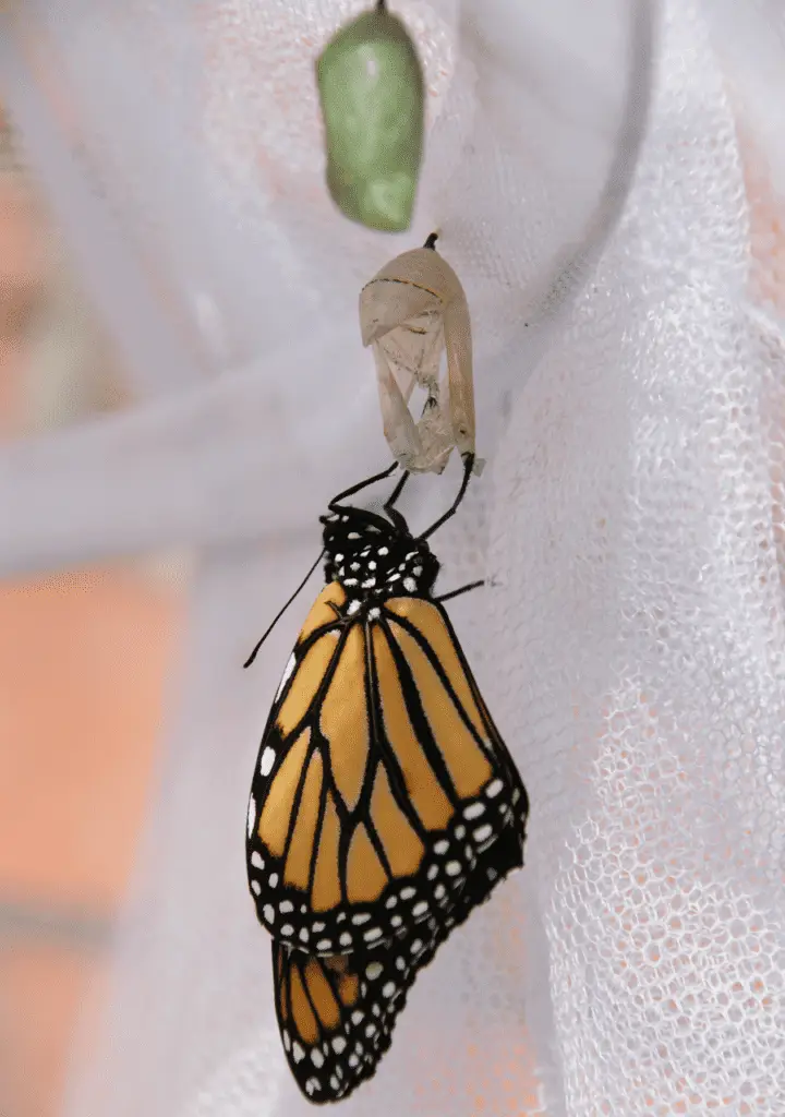 The Monarch Butterfly is Now Endangered 1