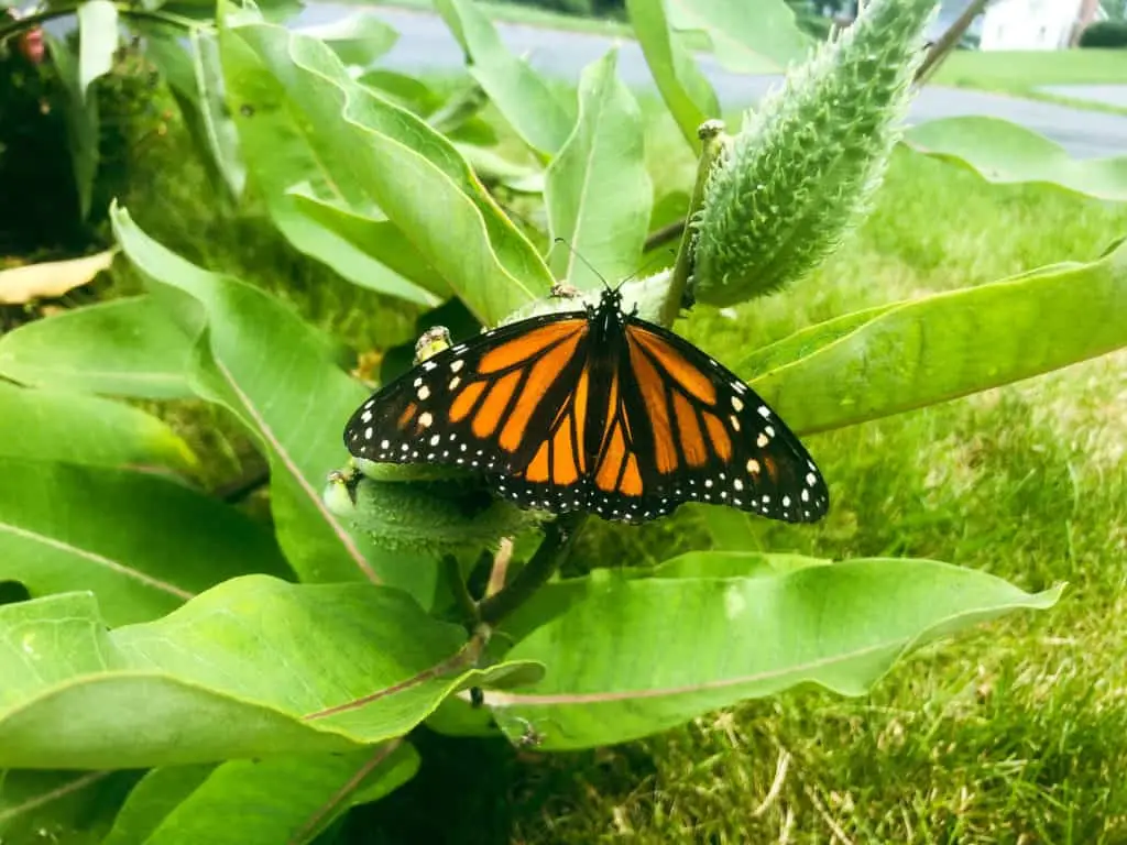 The Monarch Butterfly is Now Endangered 2