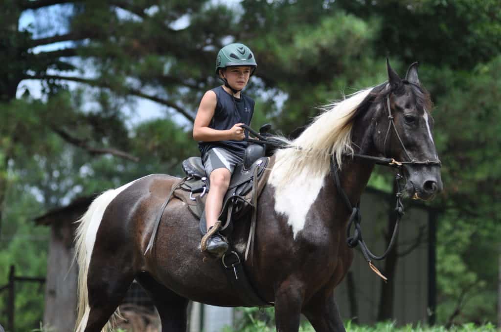 Lessons Learned on the Back of a Horse 1 Lessons Learned on the Back of a Horse 1