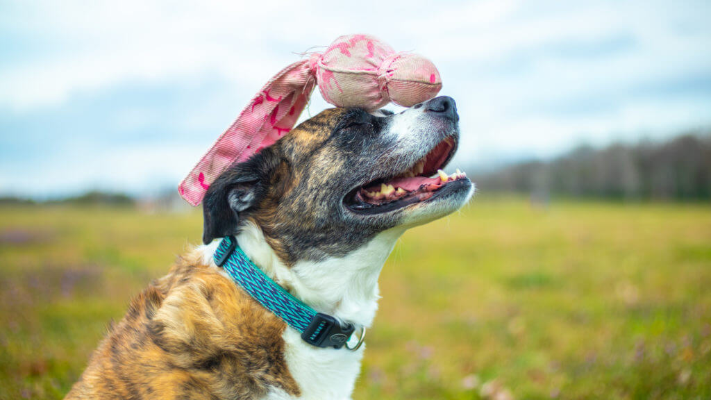 Enriching Your Dog's Life 13 Enriching Your Dog's Life 13