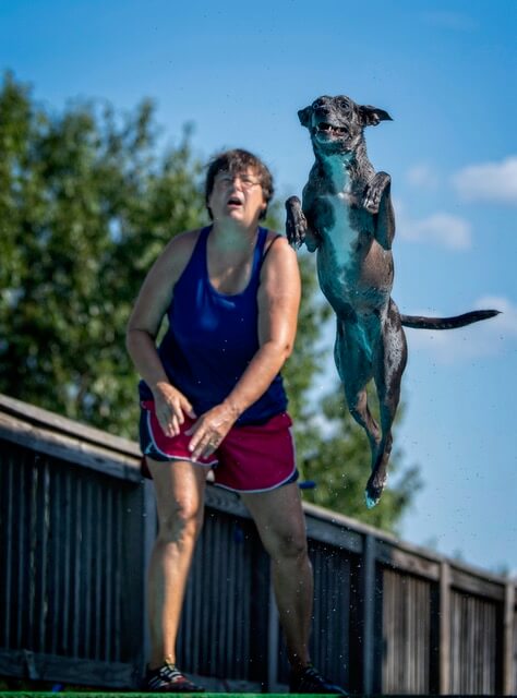 Enriching Your Dog's Life 15 Enriching Your Dog's Life 15